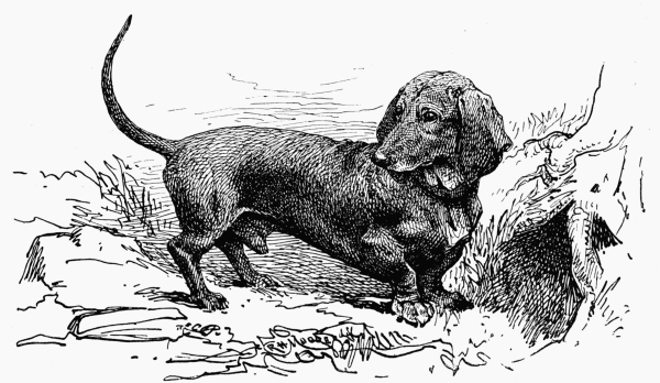 DACHSHUND CH. "WISEACRE". E. S. WOODIWISS, OWNER.