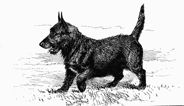 HARD-HAIRED SCOTCH TERRIER CH. "KILLDEE" H. J. LUDLOW Owner.