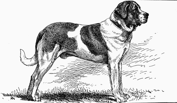 SMOOTH ST BERNARD CH. "GUIDE" J. F. SMITH OWNER.