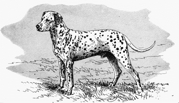 LIVER SPOTTED DALMATIAN CH. "FONTLEROY." W. B. HERMAN OWNER.