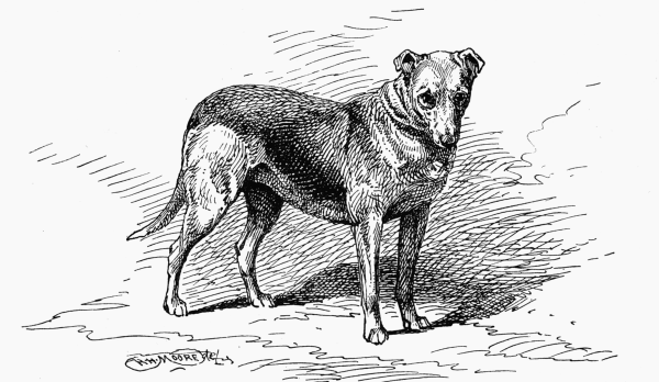 SMOOTH COLLIE CH. "LADY NELLIE" C. H. LANE OWNER.