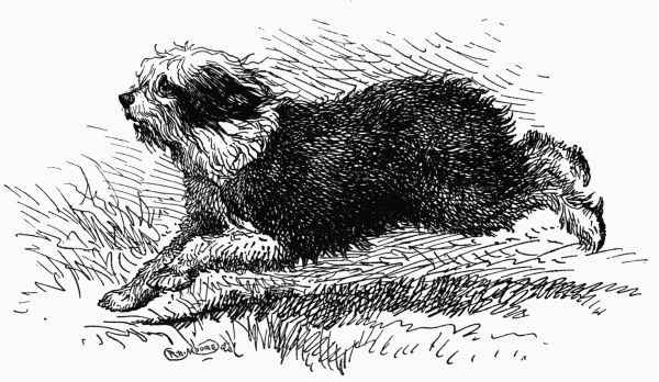 OLD ENGLISH SHEEP-DOG. CH. "CUPID'S DART" F. WILMOT. OWNER.