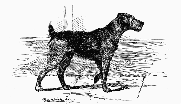 AIREDALE TERRIER CH. "DUMBARTON LASS" A. E. JENNINGS OWNER.
