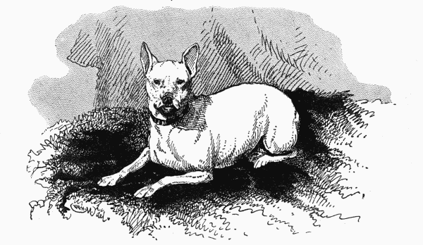 TOY BULL TERRIER "LILY" C. H. LANE OWNER.