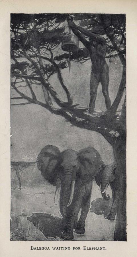 BALEGGA WAITING FOR ELEPHANT.