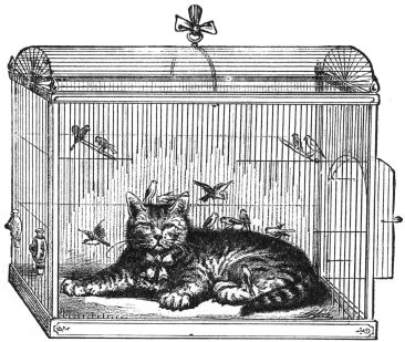 cat lying in bird cage with birds