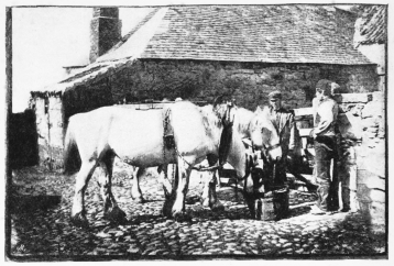 A GROUP OF WORKING HORSES

(From a photograph by John Foster of Coldstream)