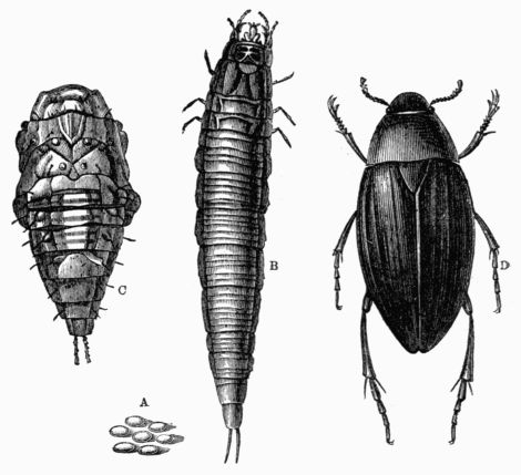 The Insect World, by Louis Figuier, a Project Gutenberg eBook.