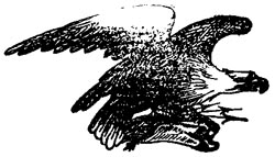 An eagle
