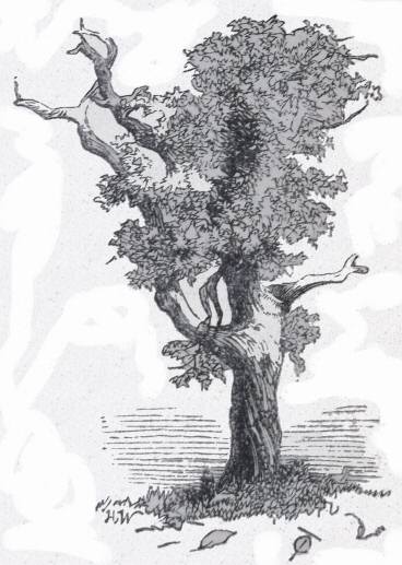 Oak, planted by Charles the Second