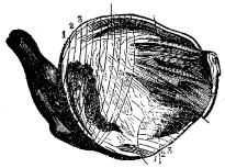 Fig. 53.