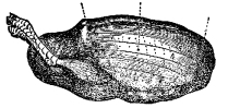 Fig. 61.