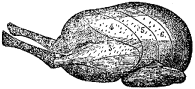 Fig. 59.