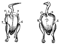 Fig. 92.&mdash;Becada.