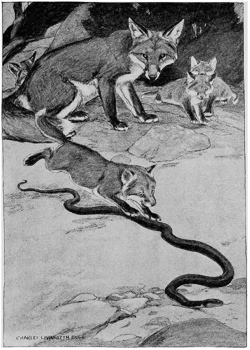 &ldquo;THE PUPPY FLUNG HIMSELF UPON IT WITHOUT A SIGN OF FEAR.&rdquo;