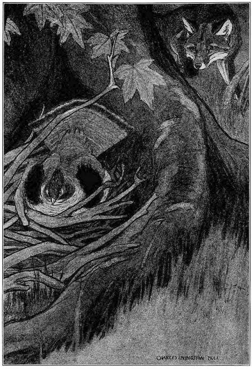 &ldquo;LEARNED TO STEAL UP AND CATCH THE BROODING PARTRIDGE.&rdquo;