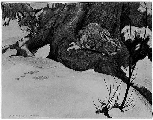 &ldquo;CREEPING WITH INDESCRIBABLE STEALTH AROUND THE ROOTS OF A HUGE BEECH-TREE.&rdquo;