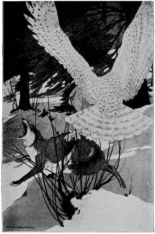 &ldquo;THE OWL SWOOPED, AND STRUCK.&rdquo;