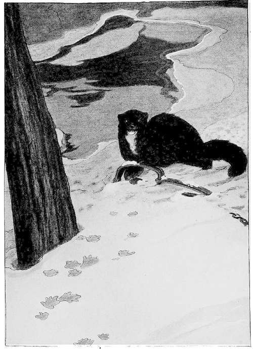 &ldquo;IN THE TRAP A MINK WAS HELD, CAUGHT BY BOTH FRONT FEET.&rdquo;