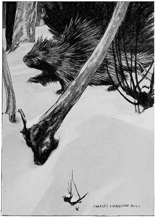 &ldquo;HE DUG HIS POWERFUL CLAWS INTO THE SNOW.&rdquo;