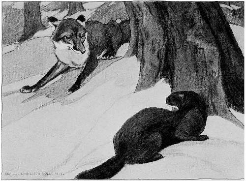 &ldquo;AT LAST HE, TOO, CROUCHED FLAT, EYING HIS FOE WITH KEEN CURIOSITY.&rdquo;