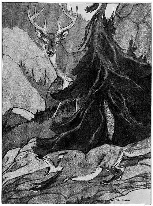 &ldquo;RED FOX WAS ENJOYING A GOOD STRETCH.&rdquo;