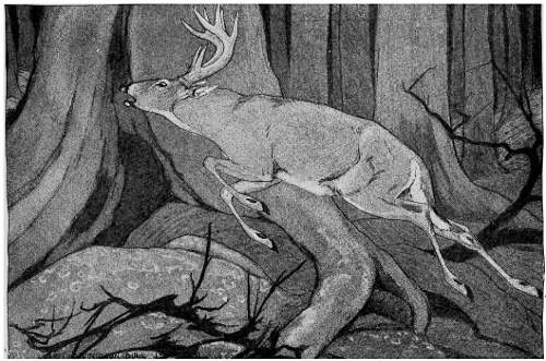 &ldquo;RESUMED HIS FLIGHT THROUGH THE TRUNKS AND RAMPIKES.&rdquo;