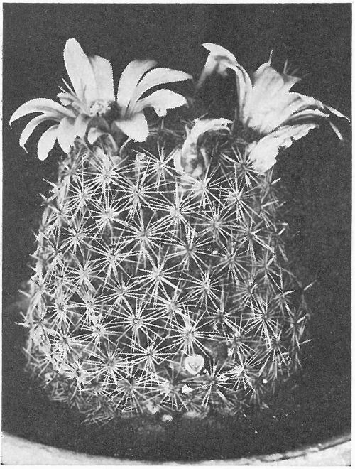 SNOWBALL PINCUSHION (Mammillaria Oliviæ)