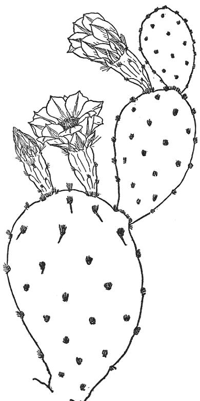 SMOOTH PRICKLY PEAR (Opuntia laevis)