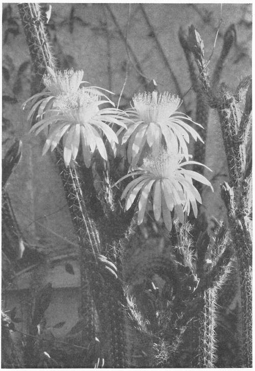 MEXICAN NIGHT BLOOMING CEREUS; SERPENT CACTUS; REINA DE NOCHE (Cereus serpentinus)