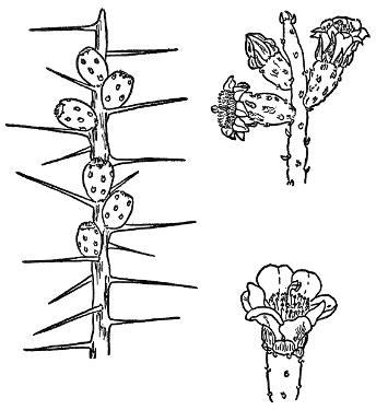 DESERT CHRISTMAS CACTUS; TASAJILLO (Opuntia leptocaulis)