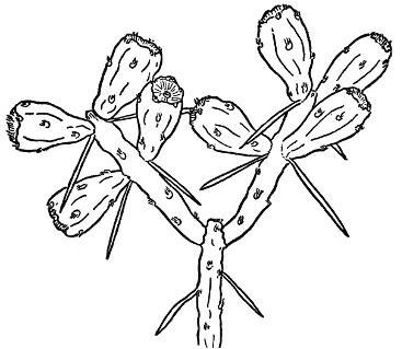 PROLIFIC TREE CHOLLA (Opuntia arbuscula)