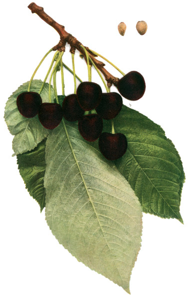 Black Tartarian Cherry Tree Pollination Chart