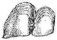 Tubicinella trachealis, scutum and tergum.