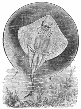 FLORIDA RAY-FISH, OR SKATE.