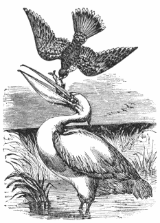 A FISH-HAWK FORAGING FROM A PELICAN.
