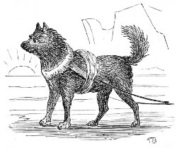 sledge dog in harness