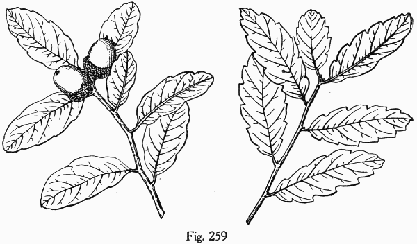 Fig. 259