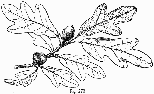 Fig. 270