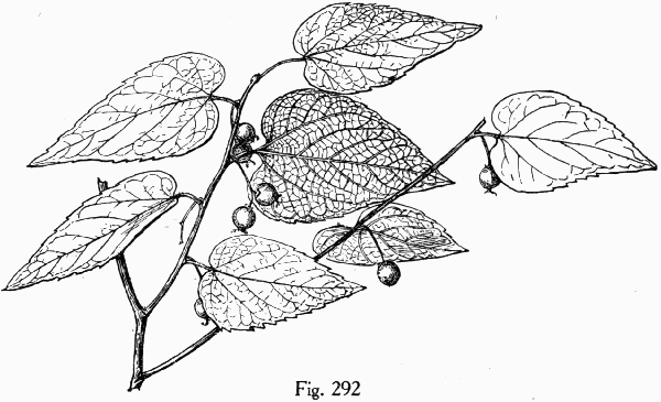 Fig. 292