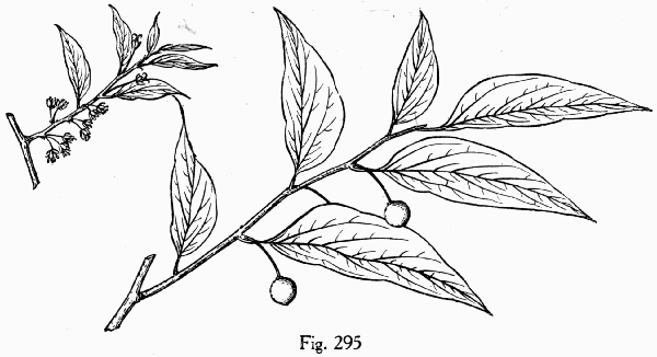 Fig. 295