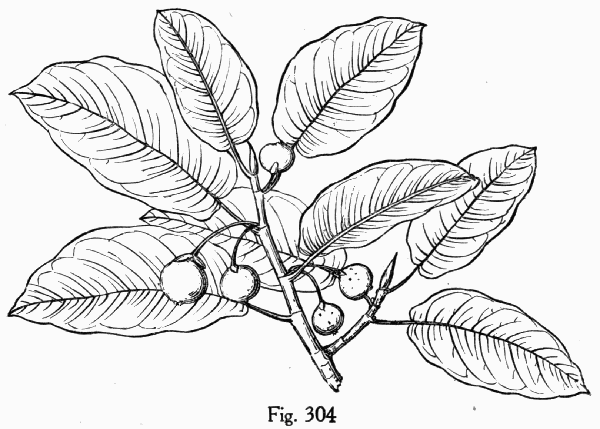 Fig. 304