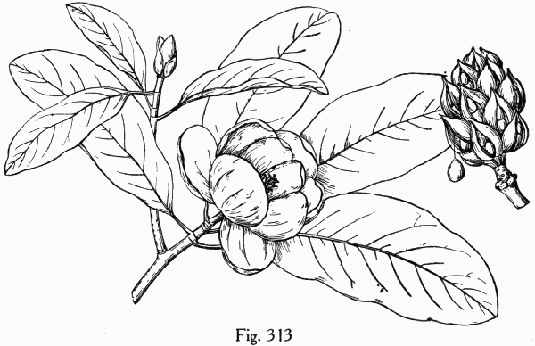 Fig. 313