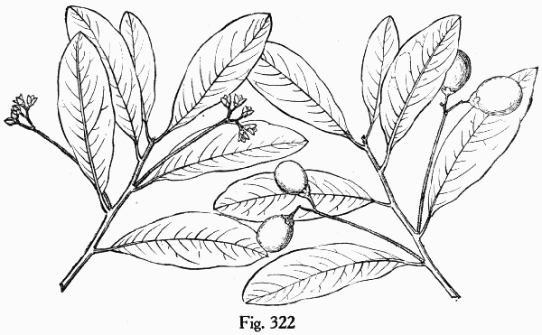 Fig. 322