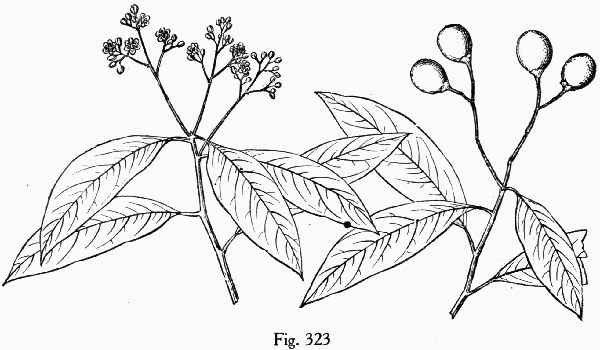 Fig. 323