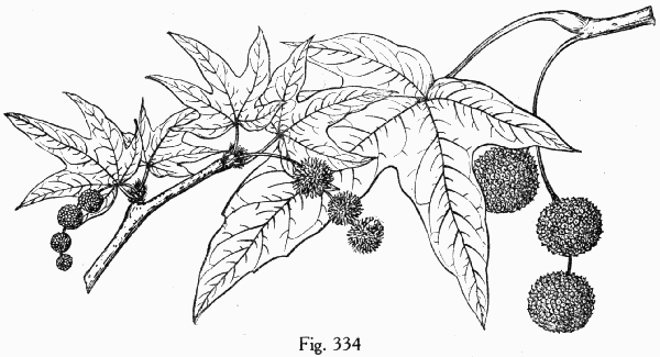 Fig. 334