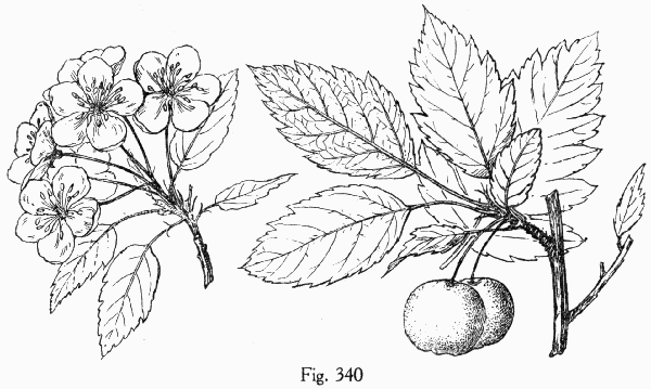 Fig. 340