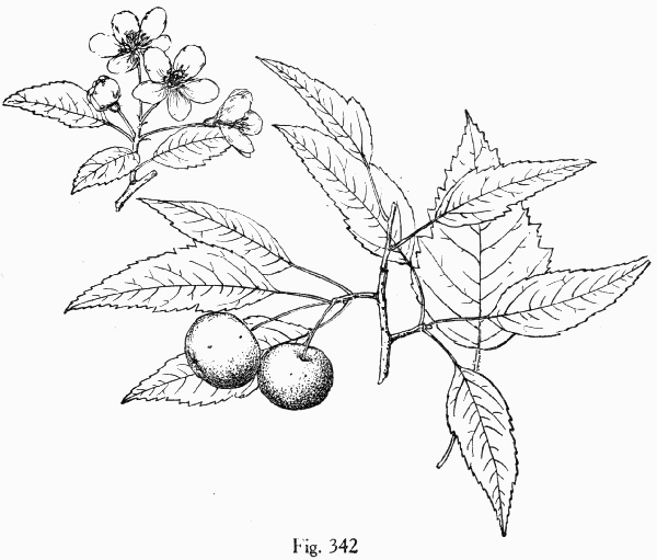 Fig. 342