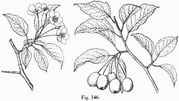 Fig. 346