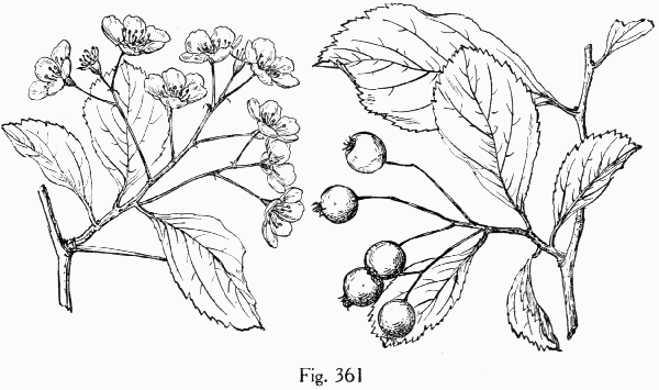 Fig. 361
